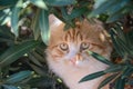 Portrait of ginger and white tabby cat among the bushes Royalty Free Stock Photo