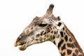 Portrait of Giraff