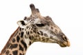 Portrait of Giraff Royalty Free Stock Photo