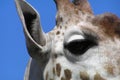 Portrait of a giraffe Royalty Free Stock Photo