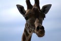 The giraffe`s head against the sky Royalty Free Stock Photo