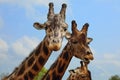 Portrait of giraffe on blue sky background Royalty Free Stock Photo