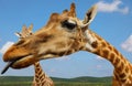 Portrait of giraffe on blue sky background Royalty Free Stock Photo