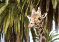 Portrait of a giraffe Royalty Free Stock Photo