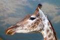 Portrait Giraffe close up over blue sky