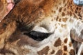 Portrait Of A Giraffe. An Amazingly Kind And Amazingly Beautiful Giraffe Eye.
