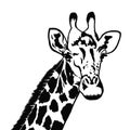 Portrait of giraffe