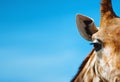 Portrait of a giraffe in detail Royalty Free Stock Photo