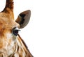 Portrait of a giraffe in detail Royalty Free Stock Photo