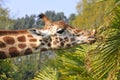 Portrait of giraffe eating leaves Royalty Free Stock Photo