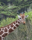 Portrait of a giraffe eating leaves Royalty Free Stock Photo