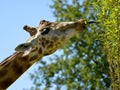 Portrait of giraffe eating leaves Royalty Free Stock Photo