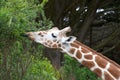 Portrait of giraffe eating tree leaves tongue sticking out Royalty Free Stock Photo