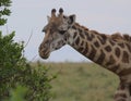 Portrait of giraffe feeding on leaves in the wild masai mara kenya Royalty Free Stock Photo