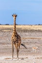 Portrait of a Giraffe  Giraffa Camelopardalis, Etosha National Park, Namibia. Royalty Free Stock Photo