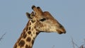 Portrait of a giraffe ruminating