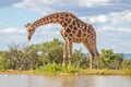 Portrait of a giraffe Giraffa Camelopardalis at a waterhole, Welgevonden Game Reserve, South Africa.