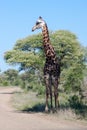 Portrait of a giraffe Royalty Free Stock Photo