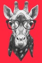 Portrait of Giraffe with glasses and scarf.