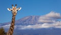 Portrait of giraffe head against Kilimanjaro mount