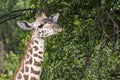 Portrait of a giraffe head on a savanna in Masai Mara Royalty Free Stock Photo