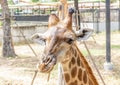 Portrait giraffe head in zoo