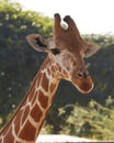 portrait giraffe headshot isolated with nature background in close up