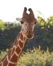 portrait giraffe headshot isolated with nature background in close up