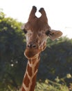 portrait giraffe headshot isolated with nature background in close up
