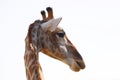 portrait giraffe headshot isolated with white background