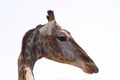 portrait giraffe headshot isolated with white background