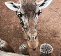 Giraffe With Tongue Out