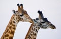 Portrait of a giraffe. Kenya. Tanzania. East Africa. Royalty Free Stock Photo