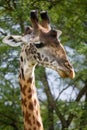 Portrait of a giraffe. Kenya. Tanzania. East Africa. Royalty Free Stock Photo