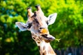 Portrait of giraffe with long tongue chewing small twig from tree Royalty Free Stock Photo