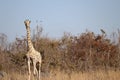 Portrait of a giraffe in Lusaka National Park, Lusaka, Zambia