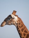 Portrait giraffe in South Africa Royalty Free Stock Photo