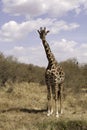 A portrait of a Giraffe at Masai Mara, Kenya Royalty Free Stock Photo