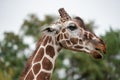 Giraffe portrait