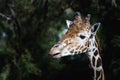 Portrait of a giraffe