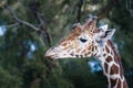 Portrait of a giraffe