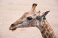 Portrait of a giraffe on the sand background