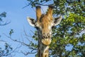 Portrait of a giraffe in savannah in Kruger National Park, South Africa Royalty Free Stock Photo