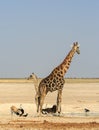 Portrait of Giraffe standing with Ostrich in the background Royalty Free Stock Photo