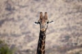 Portrait of a giraffe, staring relaxed at the camera while chewing