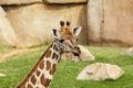 Portrait of a giraffe sticking out his tongue Royalty Free Stock Photo