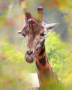 Portrait giraffe with tree