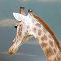 Portrait Giraffe turned oud from you. Royalty Free Stock Photo