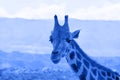 Portrait of giraffe watching on you. Blue toned