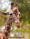 Portrait of a giraffe, wildlife